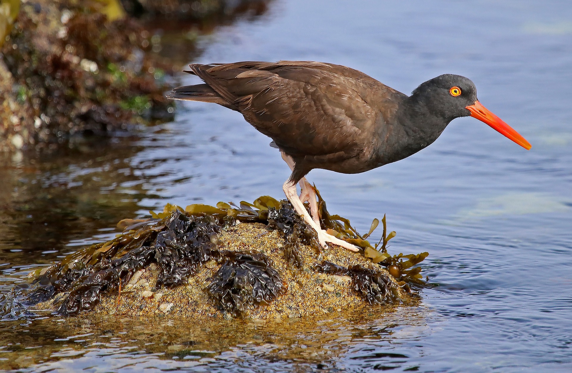 black-oystercatcher-2136073_1920